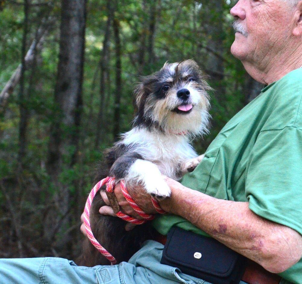 Enlarge Sindee, a Adoptable mixed breed in Willingboro, NJ image 5/6