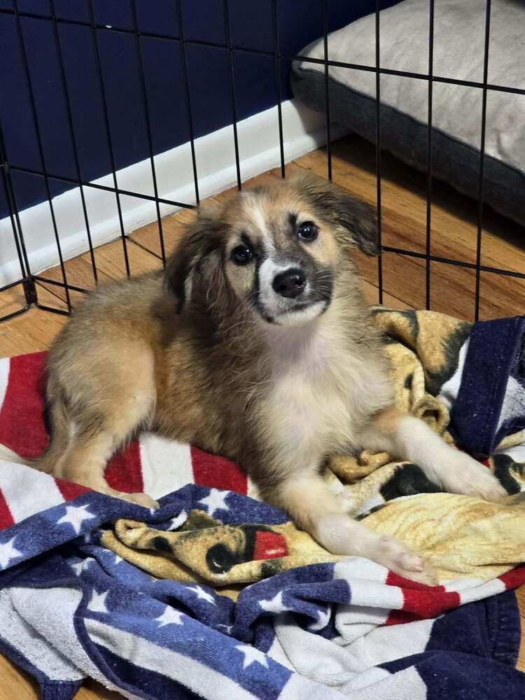River, Adoptable, Puppy Male Shepherd & Spaniel.