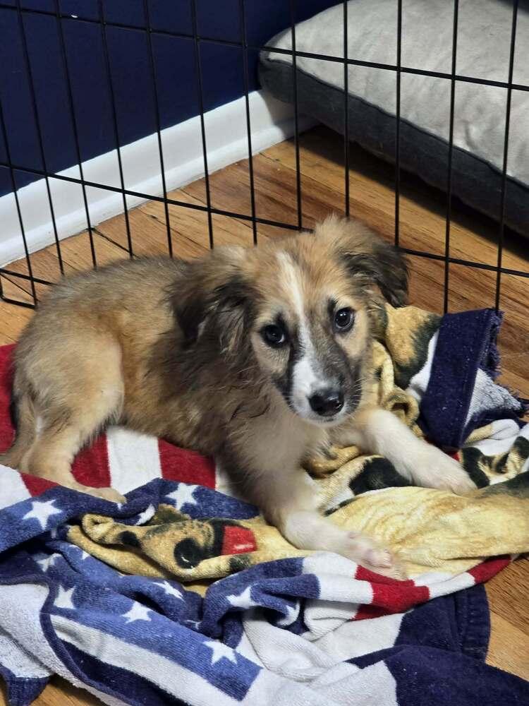 Enlarge River, a Adoptable mixed breed in Willingboro, NJ image 2/2