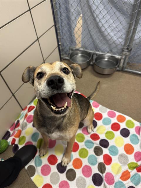 CHEVY, Adoptable, Adult Male German Shepherd Dog & Beagle.