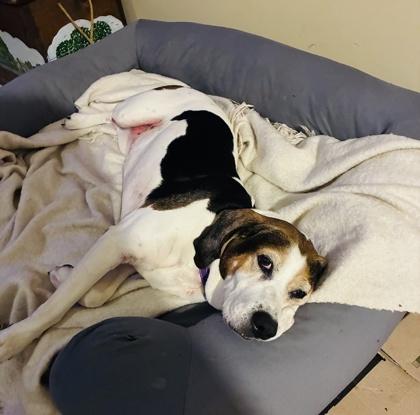 90517a Lucy - Adoption Ambassador, Adoptable, Adult Female Hound & Mixed Breed.