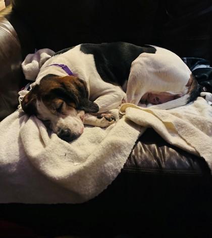 90517a Lucy - Adoption Ambassador, Adoptable, Adult Female Hound & Mixed Breed.