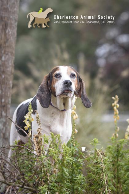 Enlarge 90517a Lucy - Adoption Ambassador, a Adoptable mixed breed in North Charleston, SC image 2/3