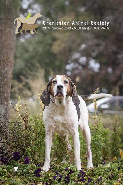Enlarge 90517a Lucy - Adoption Ambassador, a Adoptable mixed breed in North Charleston, SC image 3/3