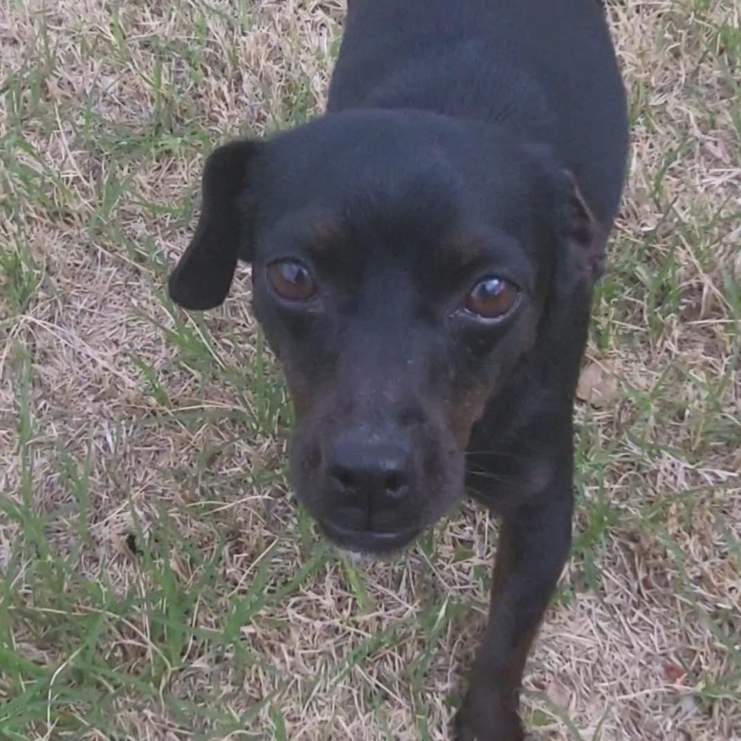 Enlarge Molly, a ADOPTABLE Chihuahua in Rockdale, TX image 2/4