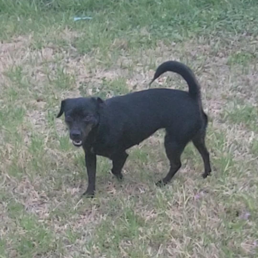 Enlarge Molly, a ADOPTABLE Chihuahua in Rockdale, TX image 3/4