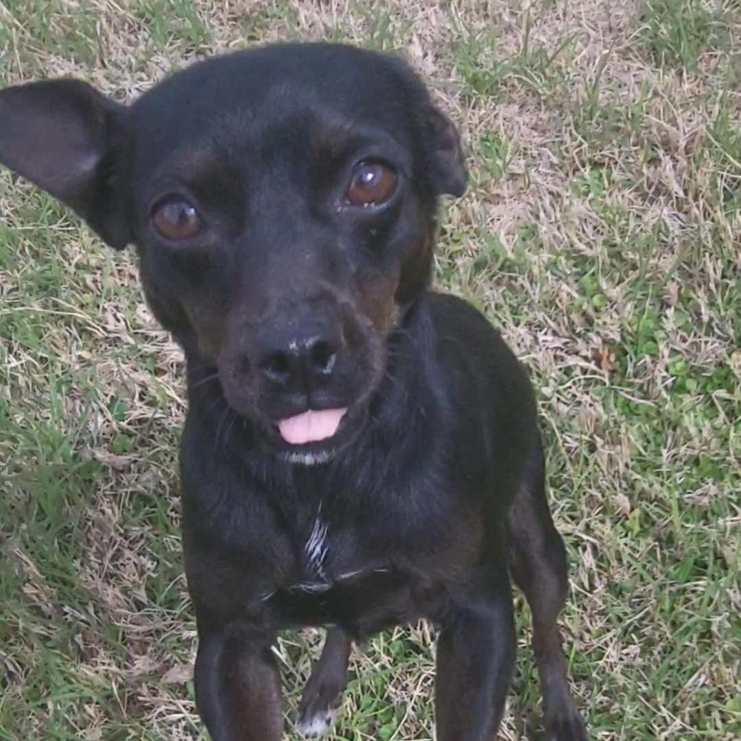 Molly, ADOPTABLE, Adult Female Chihuahua.
