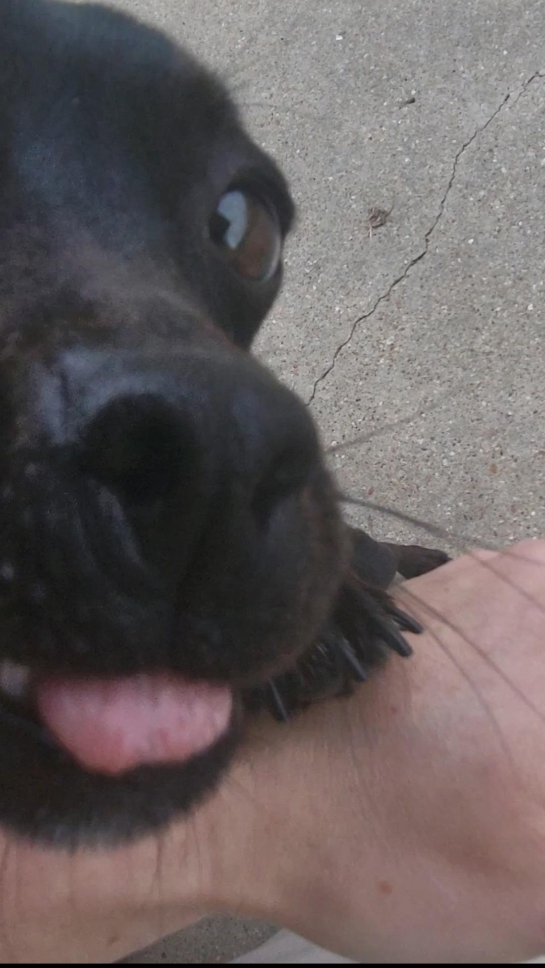 Enlarge Molly, a ADOPTABLE Chihuahua in Rockdale, TX image 4/4