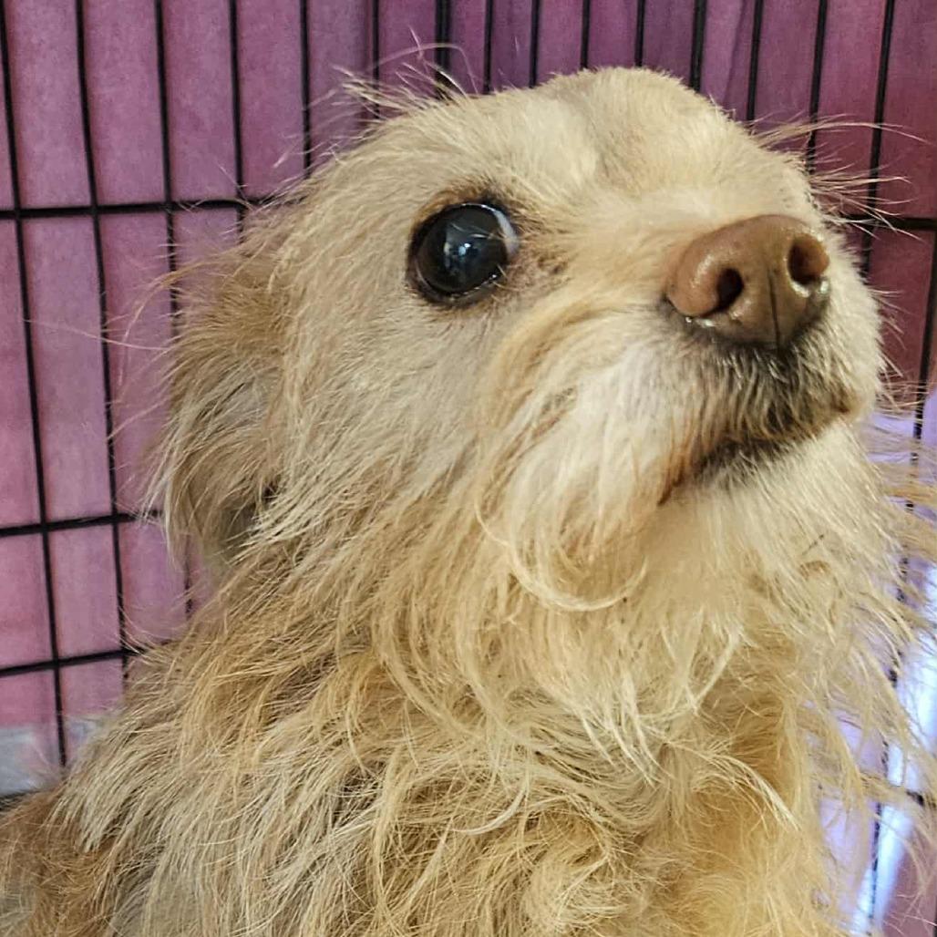 POPPY, Adoptable, Adult Female Terrier & Chihuahua.