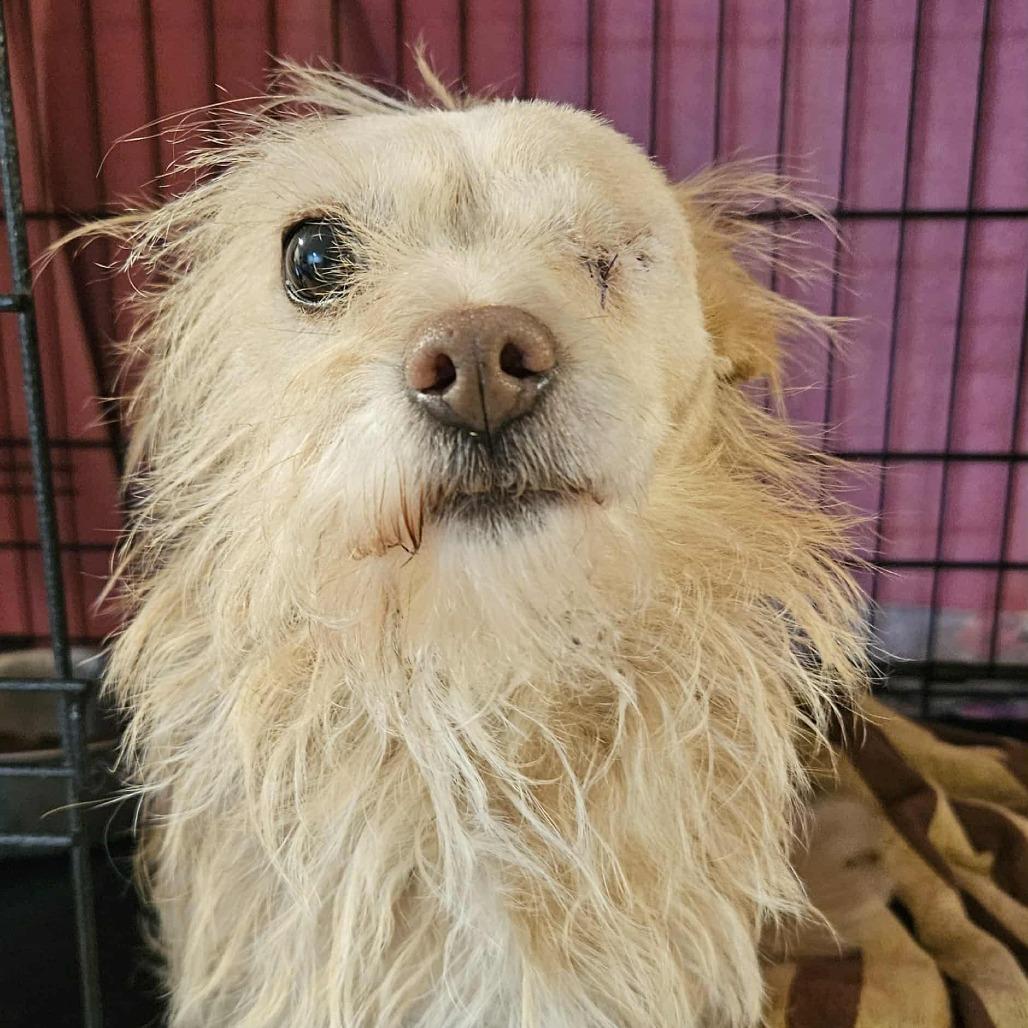 POPPY, a Adoptable mixed breed in Loves Park, IL image 2/4