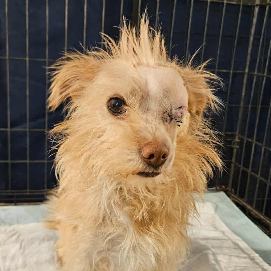 POPPY, a Adoptable mixed breed in Loves Park, IL image 3/4