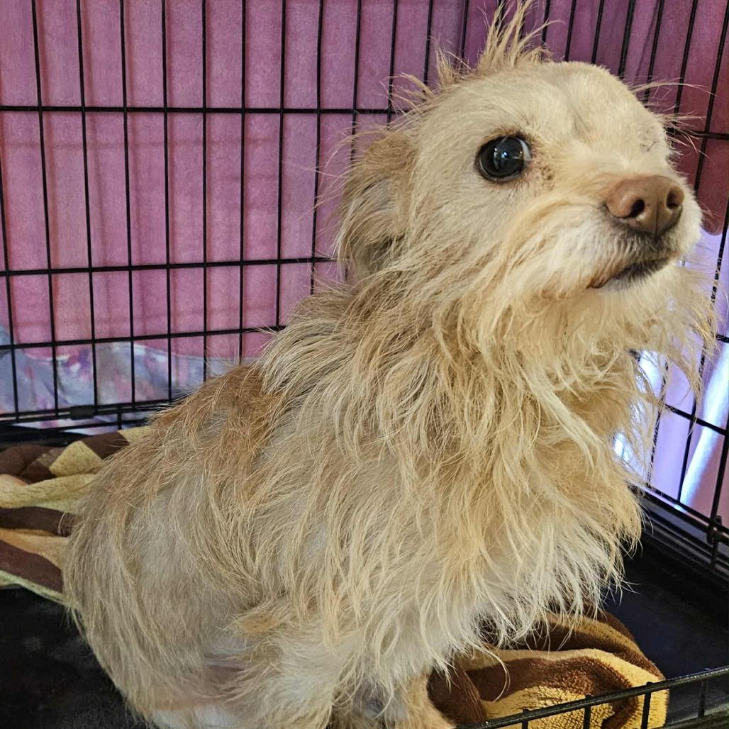 POPPY, a Adoptable mixed breed in Loves Park, IL image 4/4