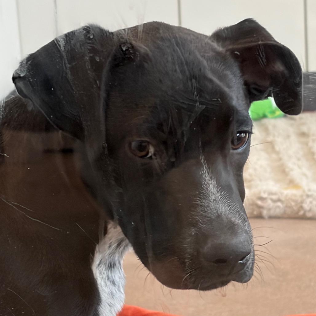 Enlarge Archie, a Adoptable Mixed Breed in Middletown, RI image 1/1