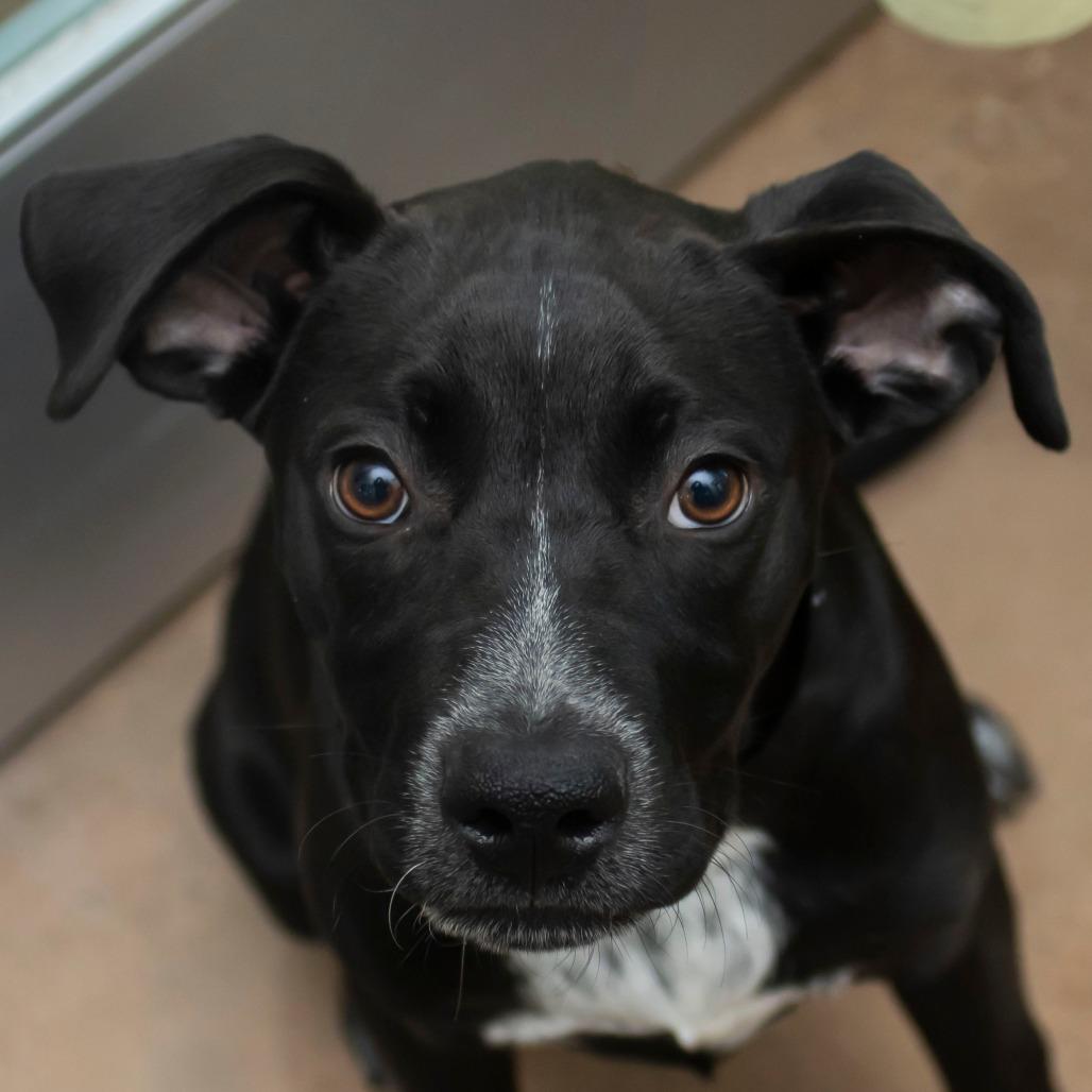 Archie, Adoptable, Puppy Male Mixed Breed.