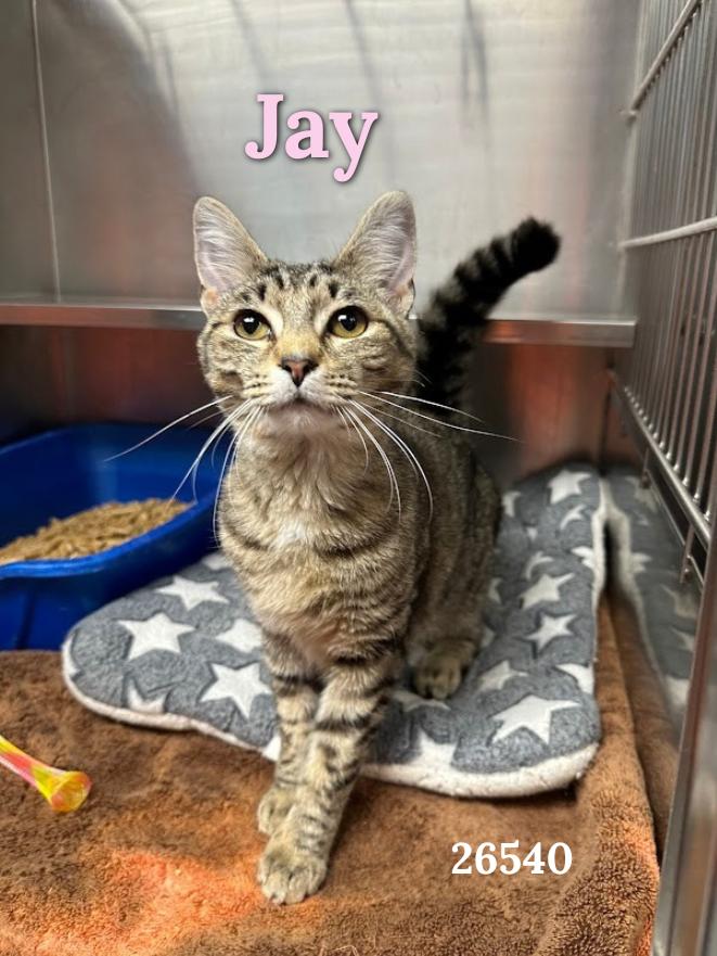 Jay, adopted, Kitten Female Domestic Short Hair.
