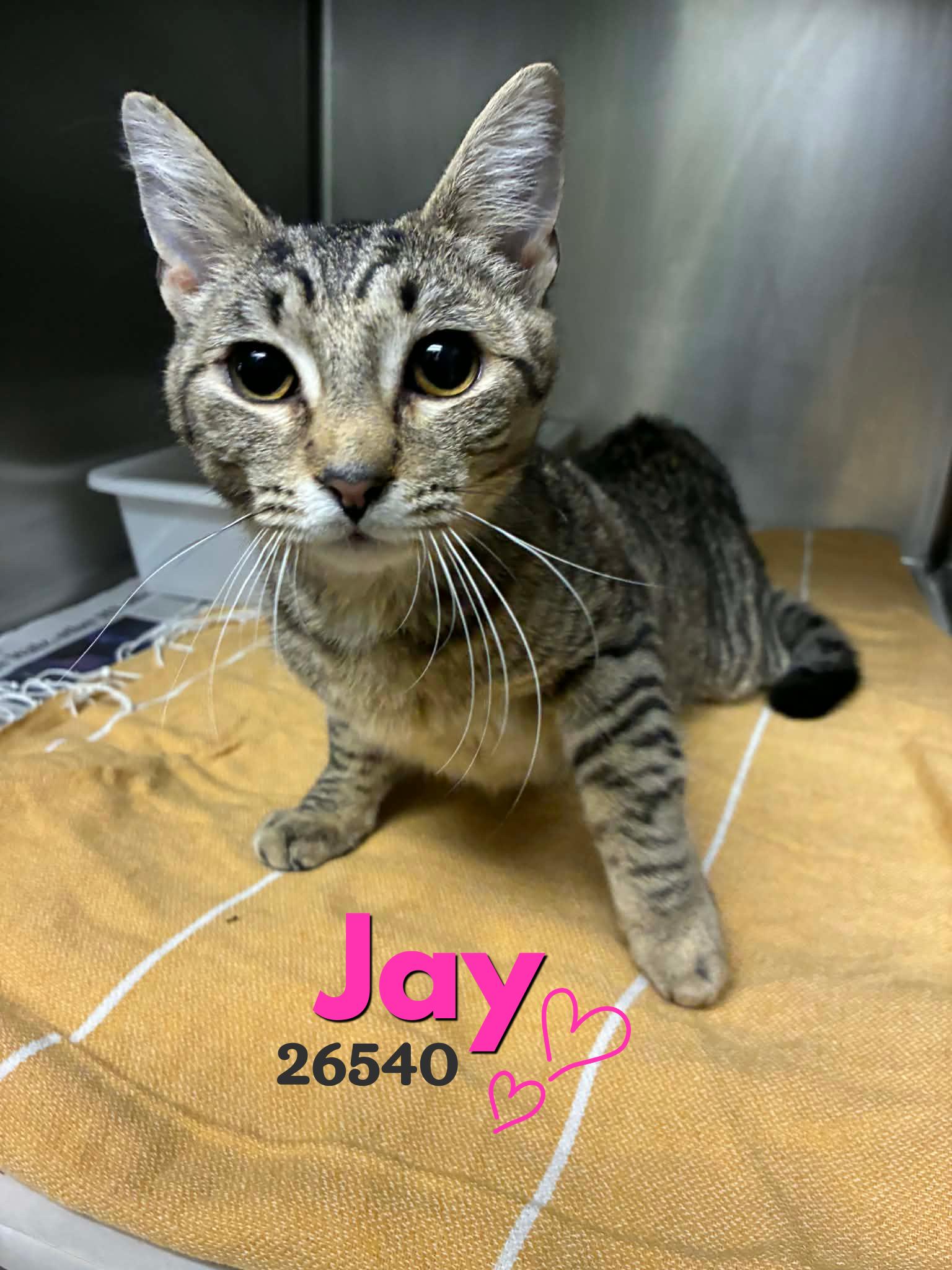 Enlarge Jay, an adopted Domestic Short Hair in Oak Ridge, TN image 2/3