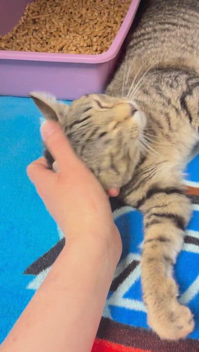 Enlarge Jay, an adopted Domestic Short Hair in Oak Ridge, TN video 3/3