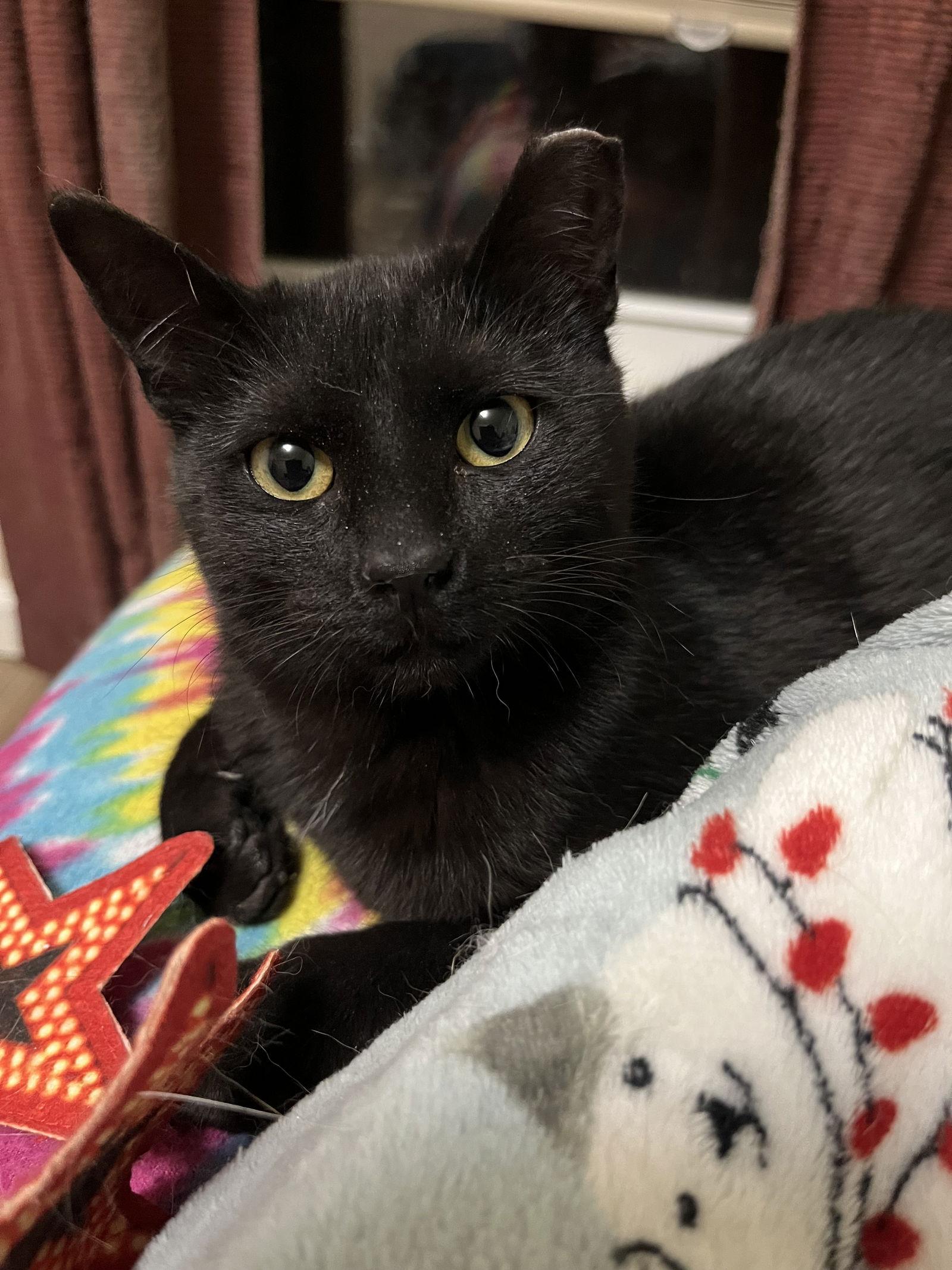 Lima Bean, Adopted, Young Female Domestic Short Hair.