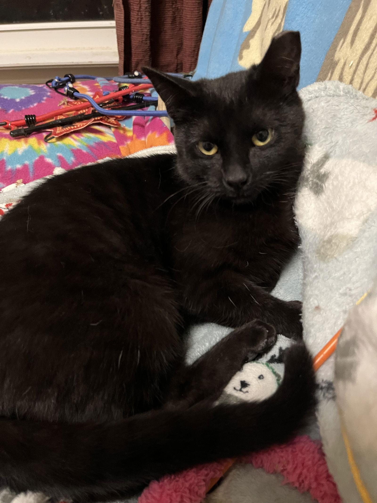 Lima Bean, a Adopted Domestic Short Hair in Eureka, MO image 2/3