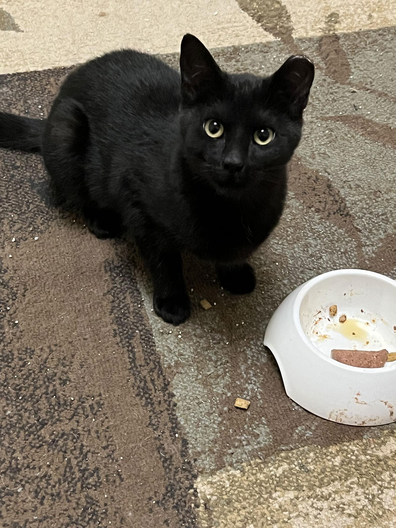 Lima Bean, a Adopted Domestic Short Hair in Eureka, MO image 3/3