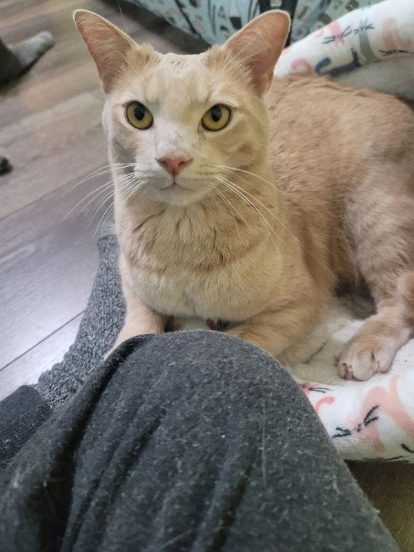 Clearwater, Adoptable, Adult Male Tabby & Domestic Short Hair.