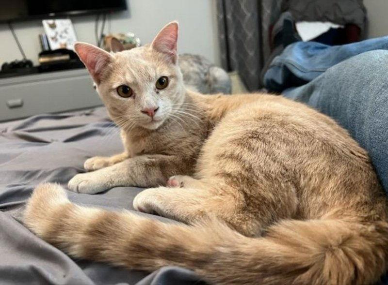 Clearwater, a Adoptable mixed breed in Ball Ground, GA image 2/3