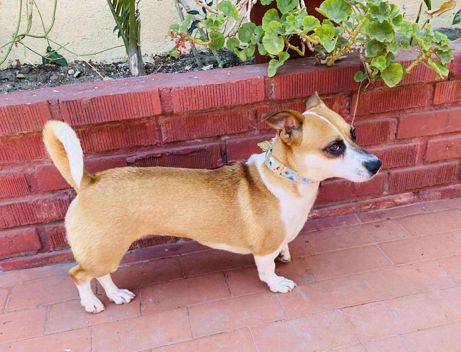Enlarge Duby, a Adoptable mixed breed in Carlsbad, CA image 1/4