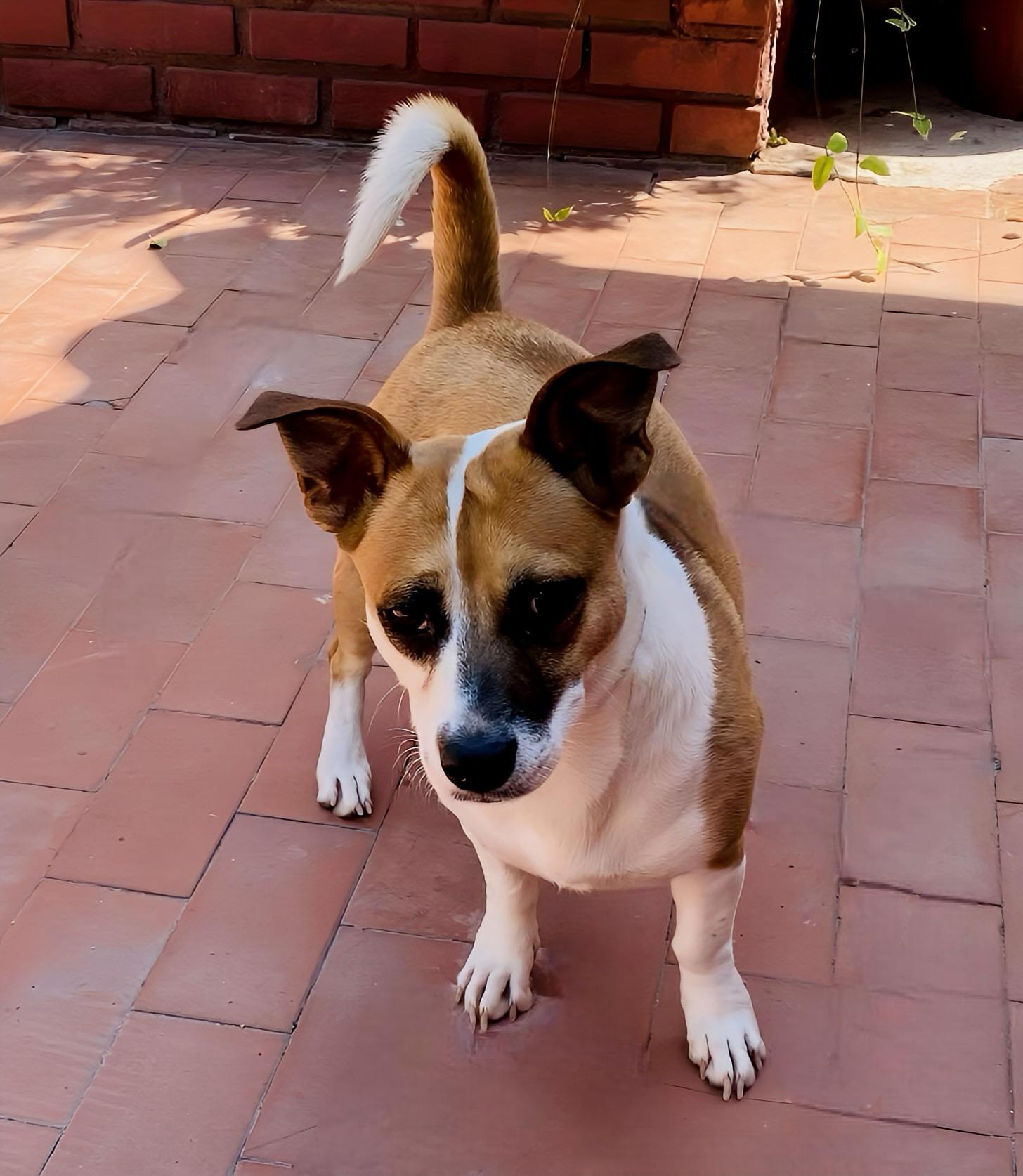 Enlarge Duby, a Adoptable mixed breed in Carlsbad, CA image 2/4