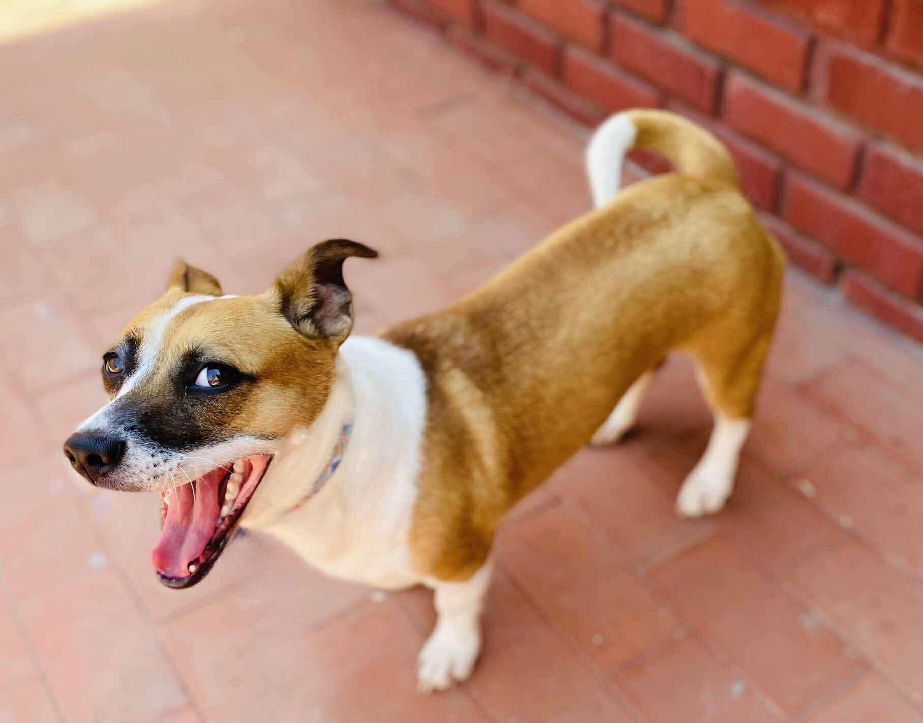 Enlarge Duby, a Adoptable mixed breed in Carlsbad, CA image 3/4