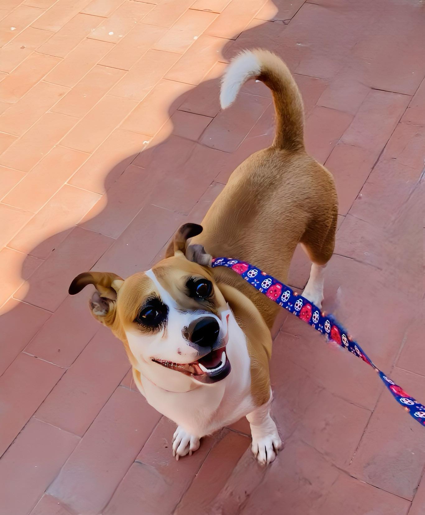 Enlarge Duby, a Adoptable mixed breed in Carlsbad, CA image 4/4