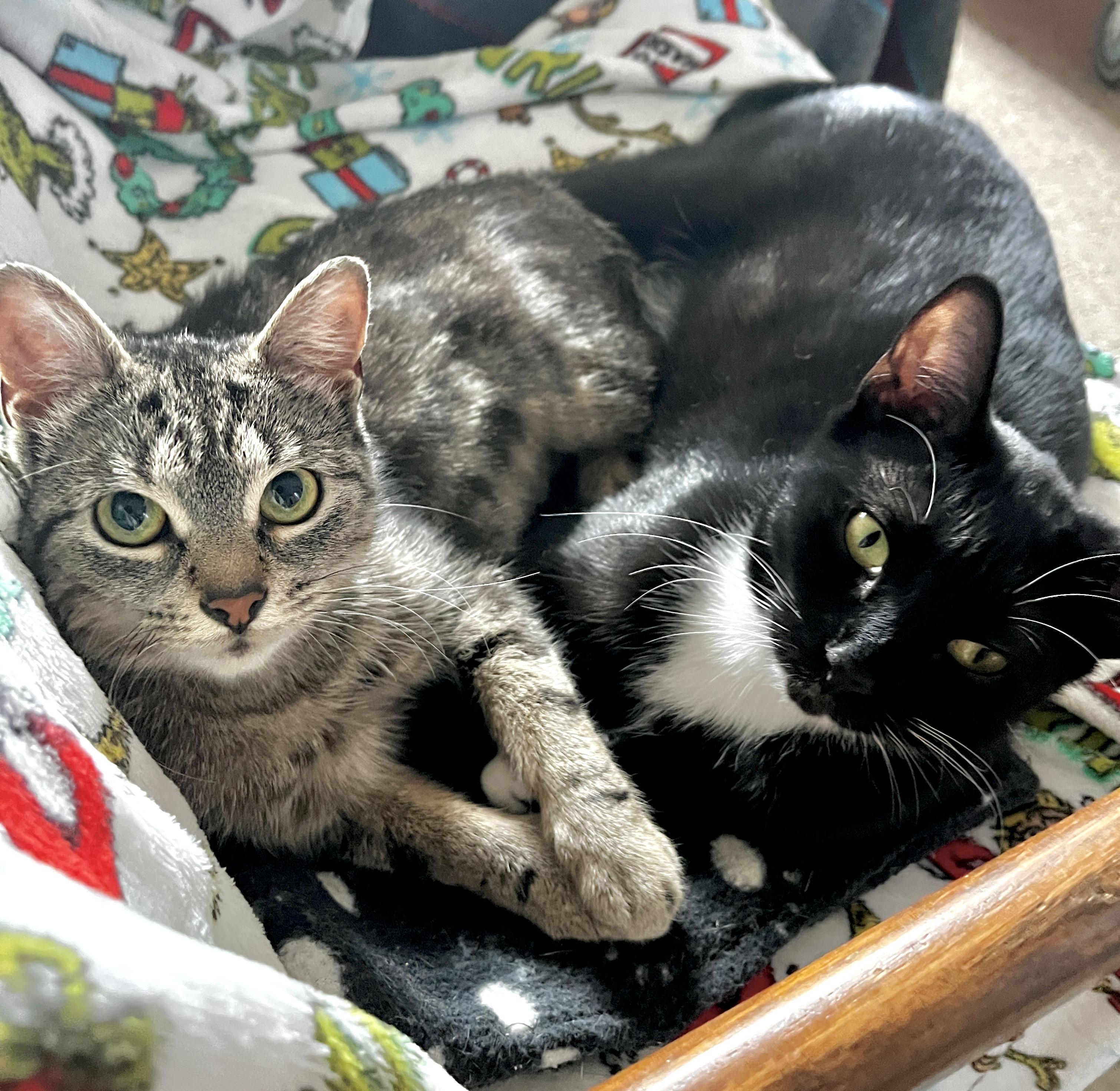 Enlarge Biscuit (bonded with Panini), an adopted mixed breed in Toronto, ON image 3/5