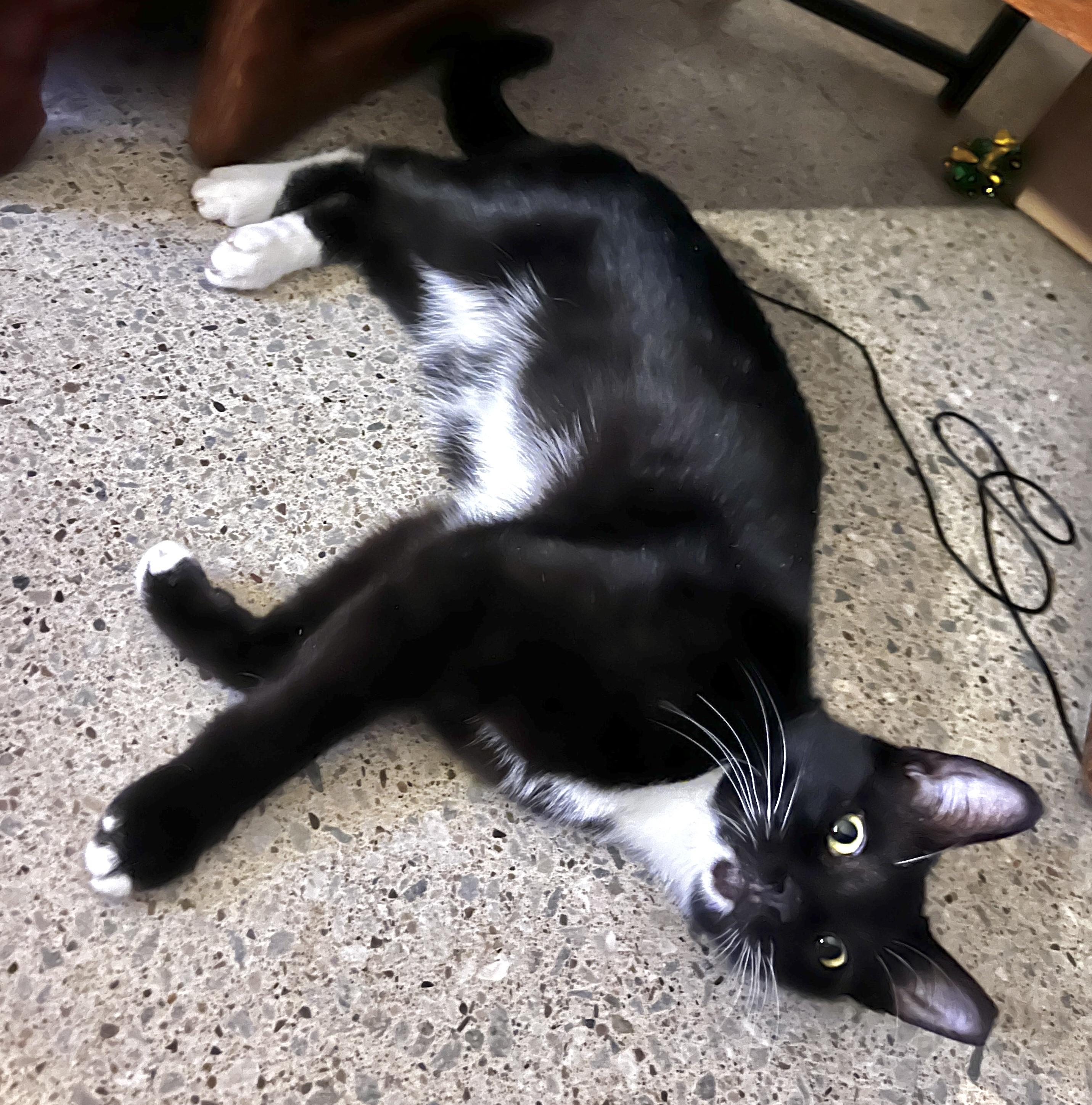 Biscuit (bonded with Panini), adopted, Kitten Female Tuxedo & Domestic Short Hair.
