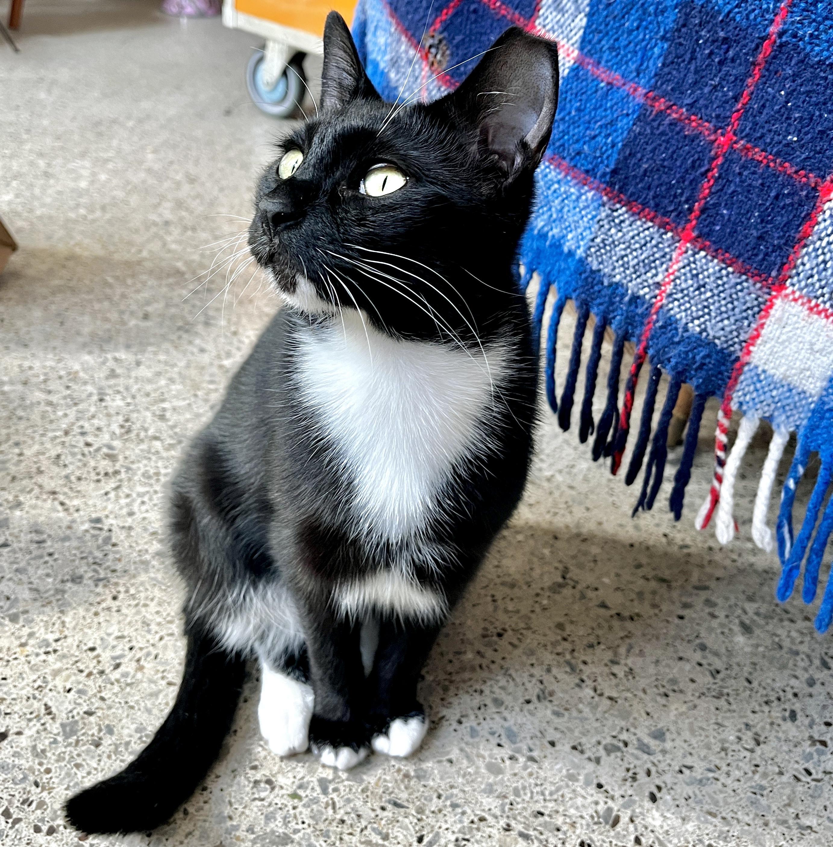 Enlarge Biscuit (bonded with Panini), an adopted mixed breed in Toronto, ON image 5/5