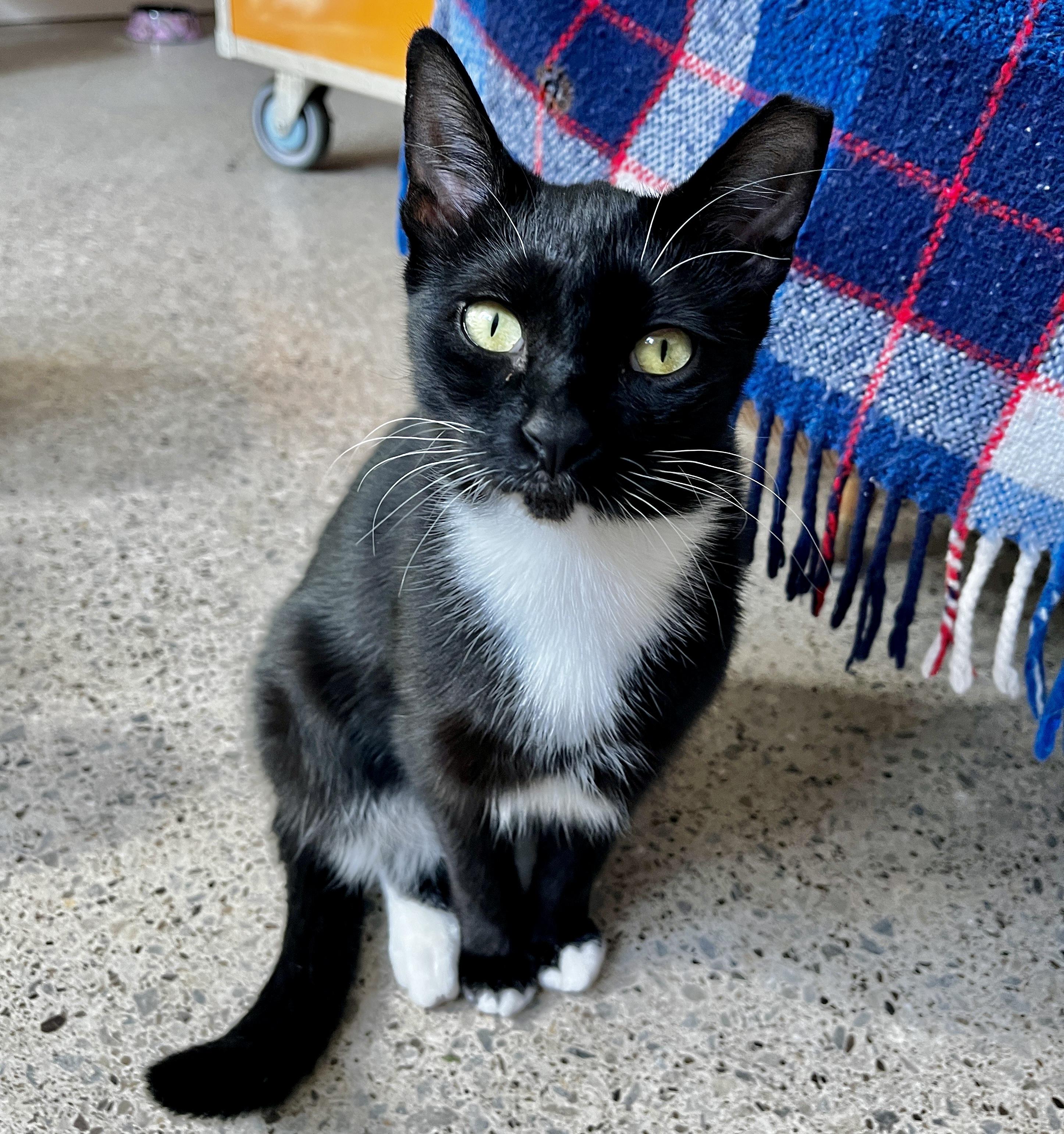 Enlarge Biscuit (bonded with Panini), an adopted mixed breed in Toronto, ON image 2/5