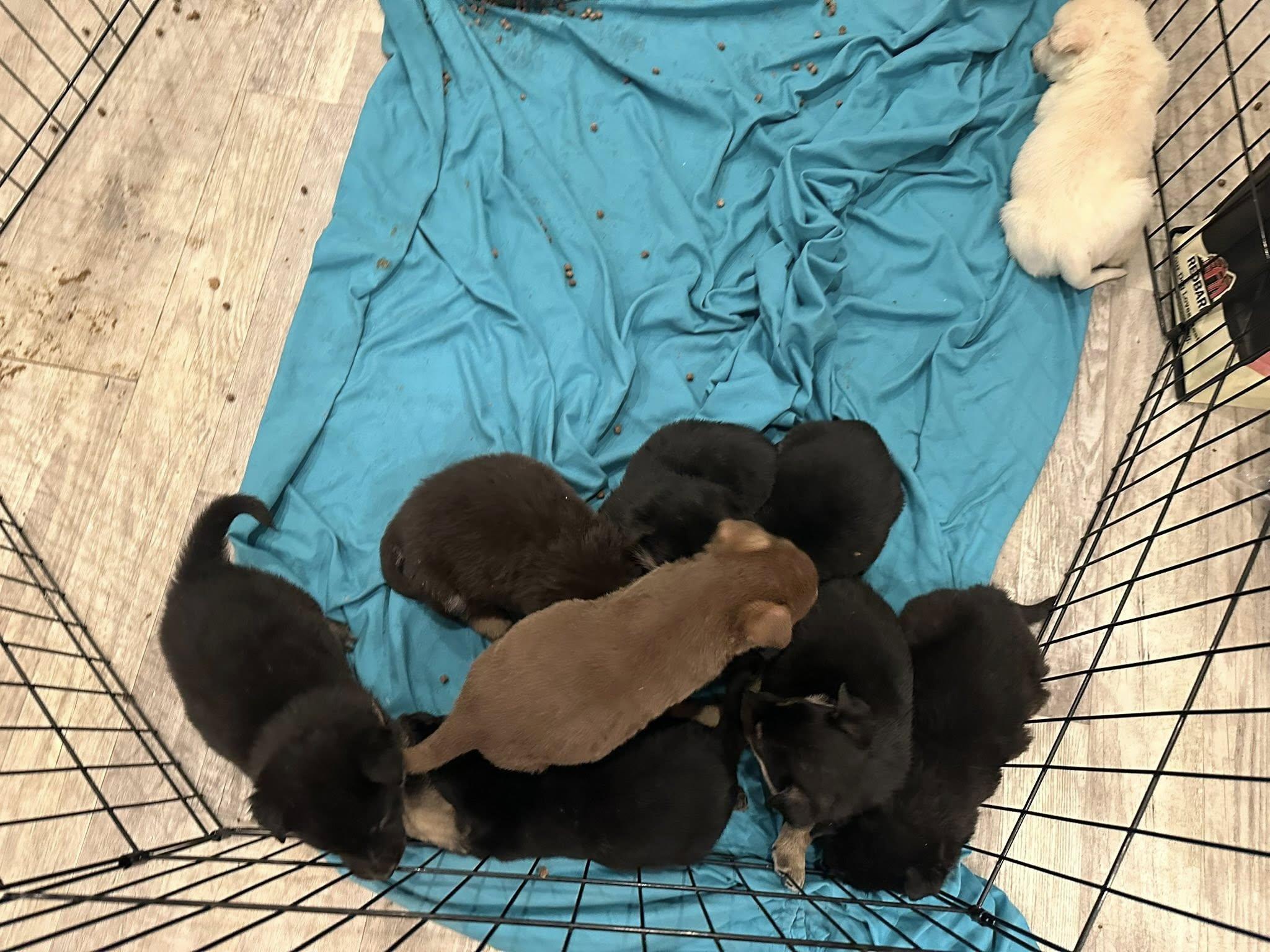 Enlarge Shepherd/ Corgi mixes- girls, a Adoptable mixed breed in Agua Dulce, CA image 5/5