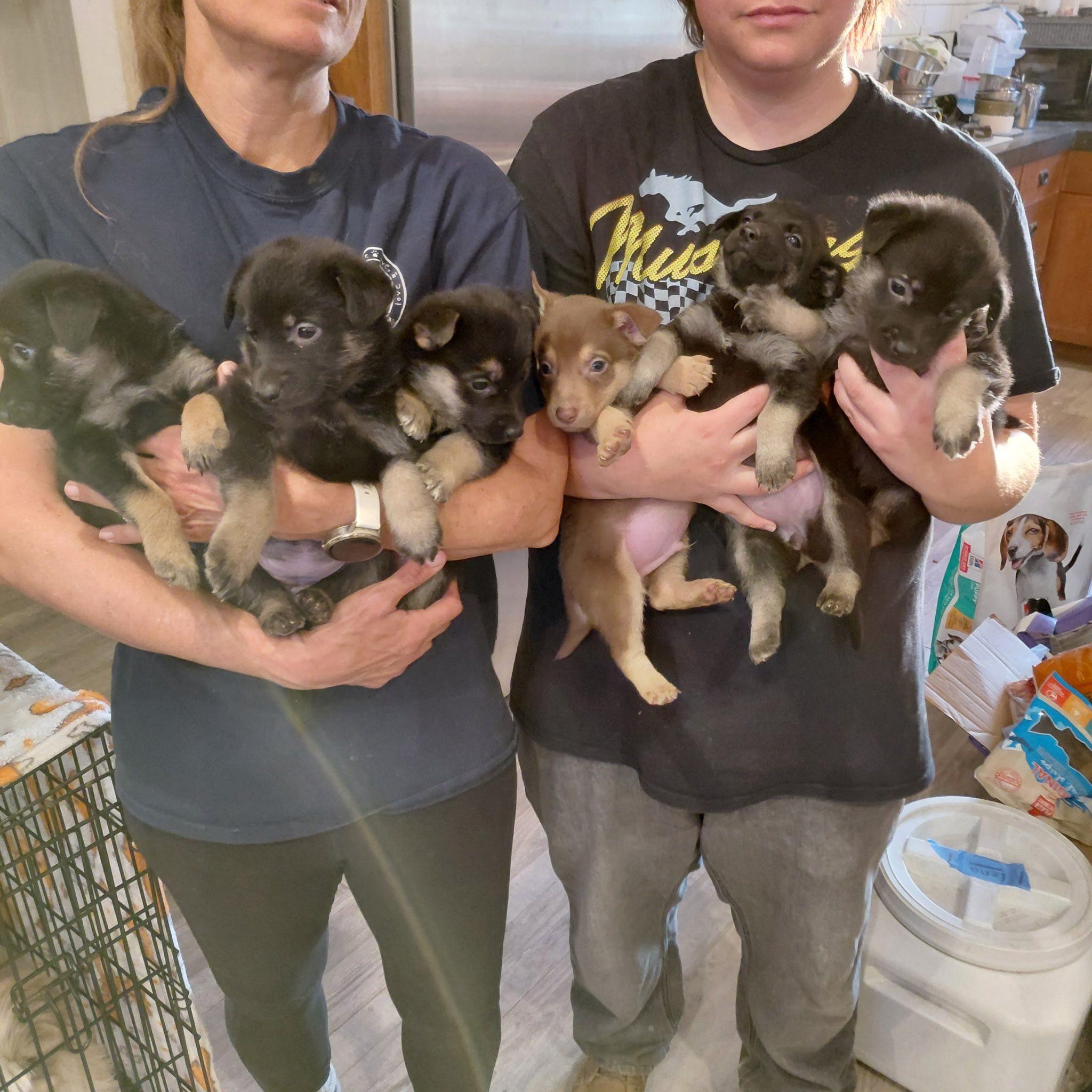 Enlarge Shepherd/ Corgi mixes- girls, a Adoptable mixed breed in Agua Dulce, CA image 1/5