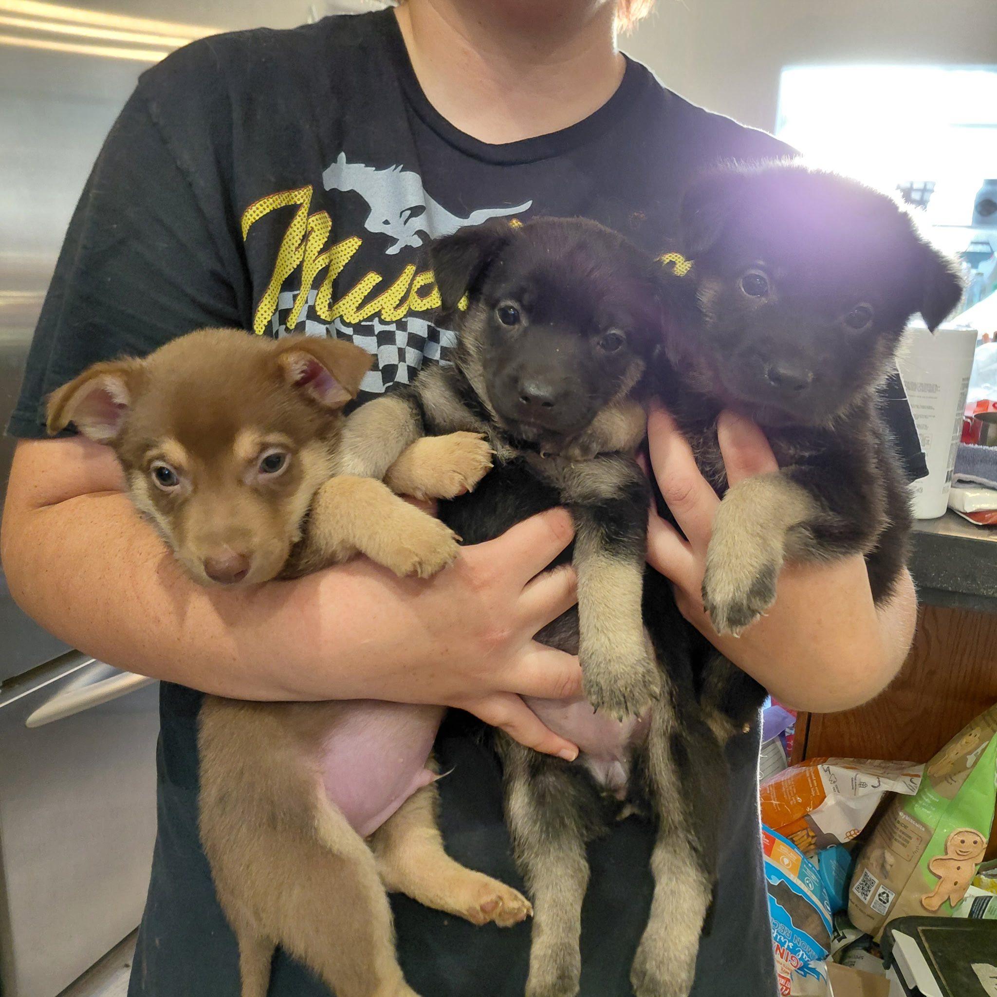 Enlarge Shepherd/ Corgi mixes- girls, a Adoptable mixed breed in Agua Dulce, CA image 3/5