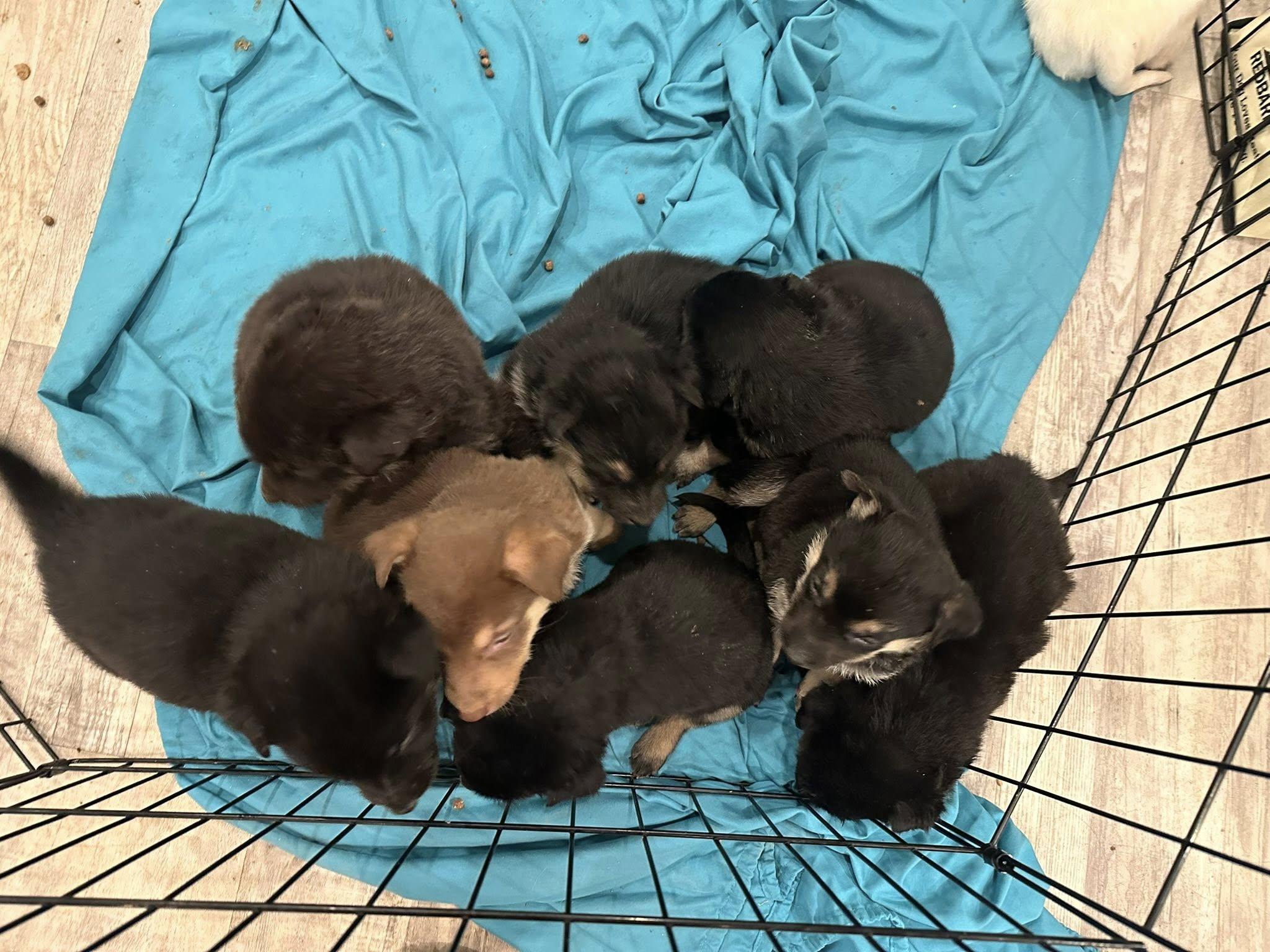 Enlarge Shepherd/ Corgi mixes- girls, a Adoptable mixed breed in Agua Dulce, CA image 4/5