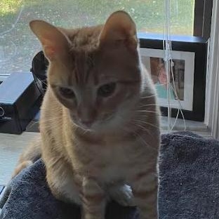 Enlarge Pepsi, a Adoptable Domestic Short Hair in St. Petersburg, FL image 6/6