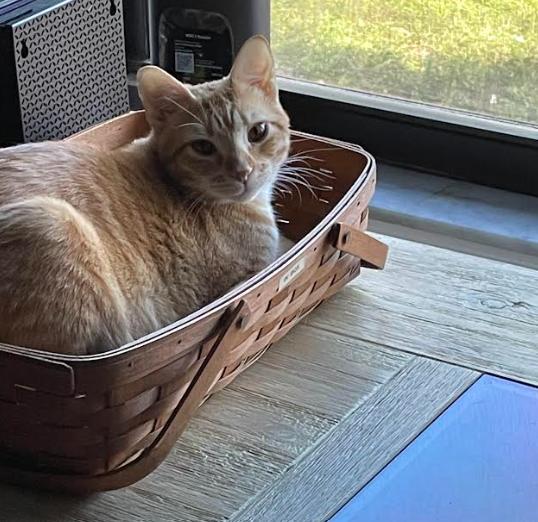 Enlarge Pepsi, a Adoptable Domestic Short Hair in St. Petersburg, FL image 1/6