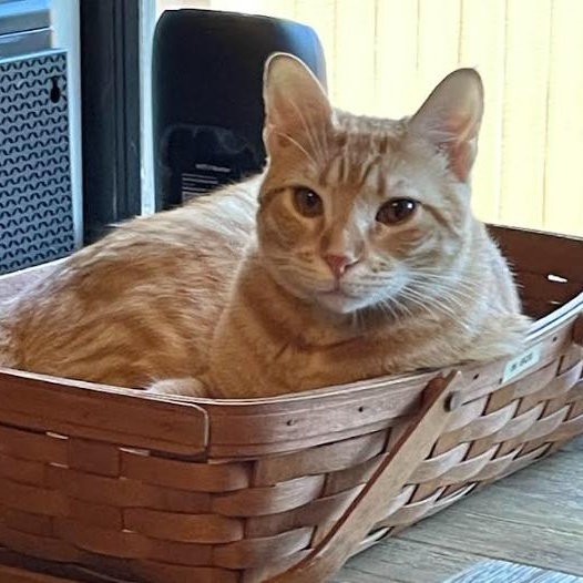 Enlarge Pepsi, a Adoptable Domestic Short Hair in St. Petersburg, FL image 2/6