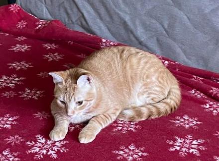 Enlarge Pepsi, a Adoptable Domestic Short Hair in St. Petersburg, FL image 4/6