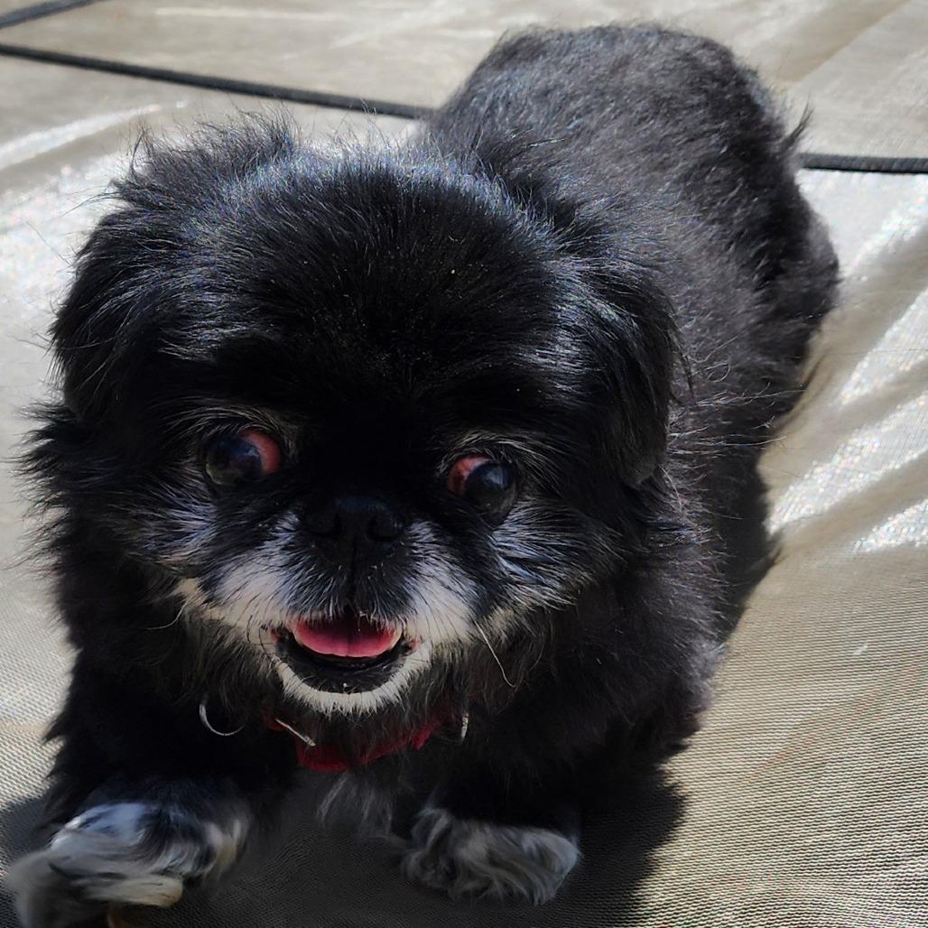 Enlarge Smooches - Forever Foster, a Adoptable Pekingese in Glenelg, MD image 1/6