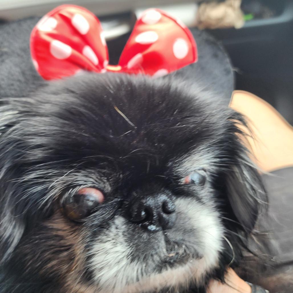 Enlarge Smooches - Forever Foster, a Adoptable Pekingese in Glenelg, MD image 2/6