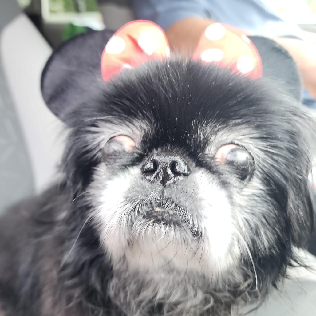 Enlarge Smooches - Forever Foster, a Adoptable Pekingese in Glenelg, MD image 3/6