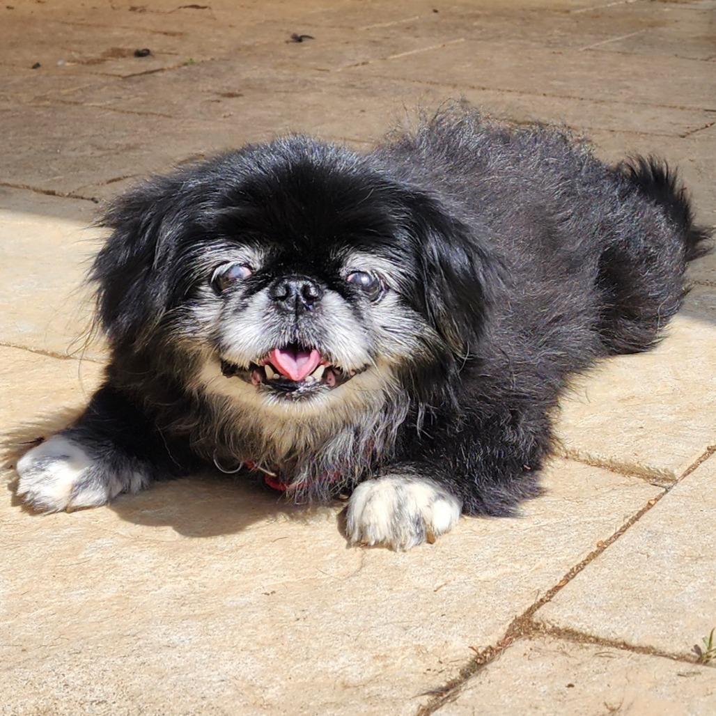 Enlarge Smooches - Forever Foster, a Adoptable Pekingese in Glenelg, MD image 4/6