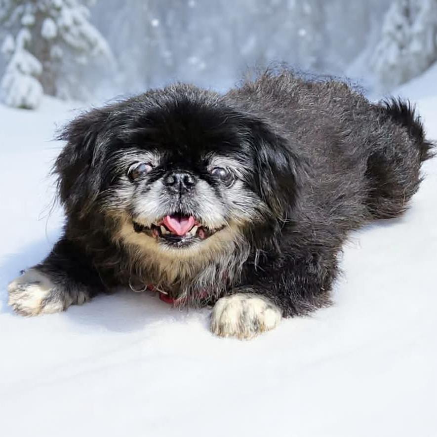 Enlarge Smooches - Forever Foster, a Adoptable Pekingese in Glenelg, MD image 6/6