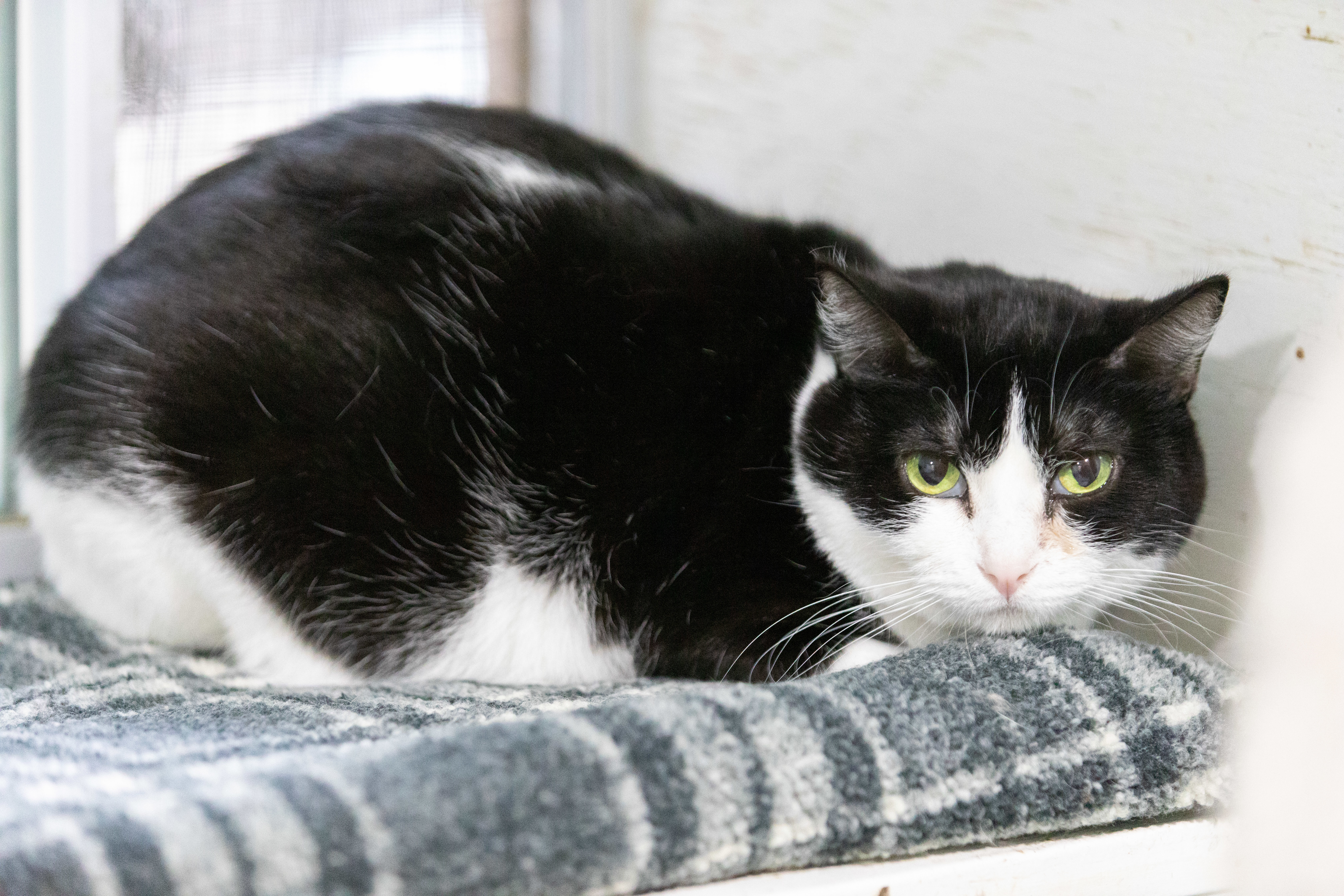 Enlarge Storm, a Adoptable Domestic Short Hair in Chicago, IL image 1/1