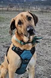 Enlarge Zenia, a Adoptable mixed breed in Hamilton, MT image 1/2