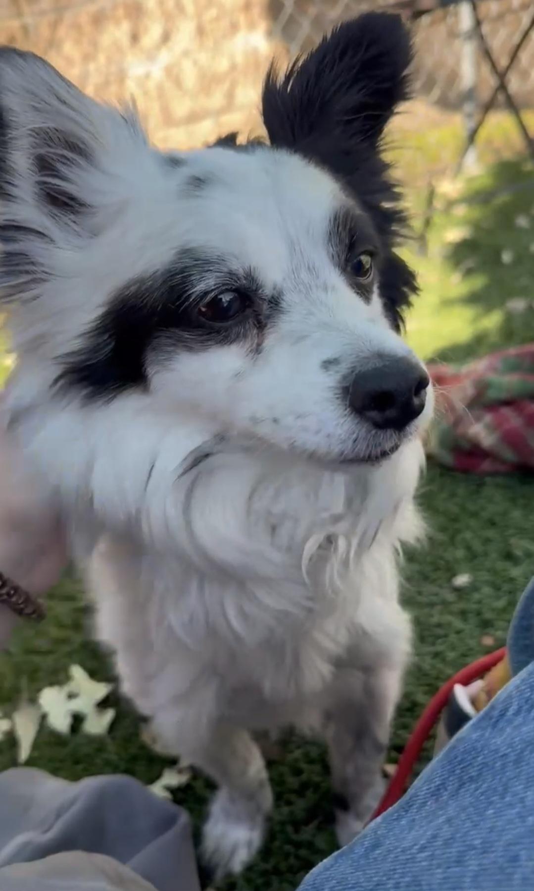 Oreo Kody Papillon! thumbnail 2